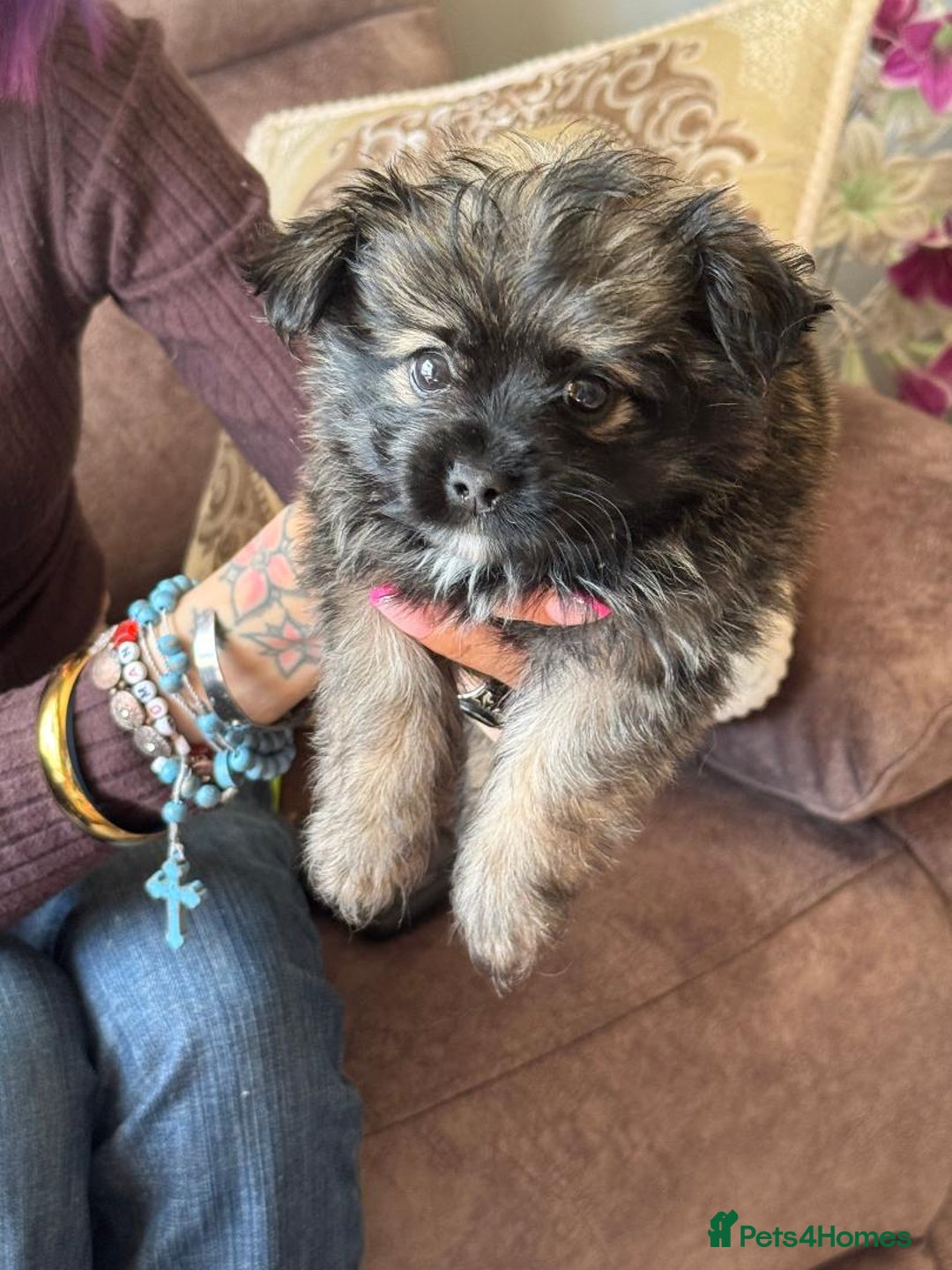 Mixed Breed dogs for sale: Beautiful small fluffy little boy - Image 1