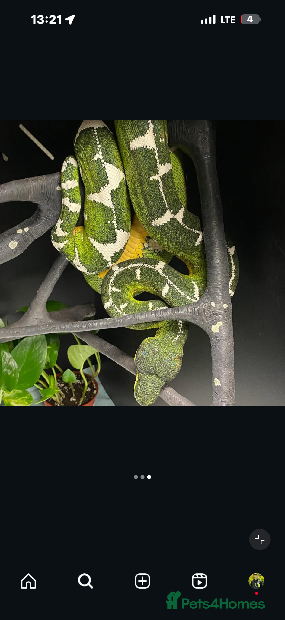 Snake reptiles Green tree pythons and Boas  - Advert 1