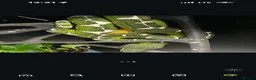 Snake reptiles for sale: Green tree pythons and Boas  - Advert 1