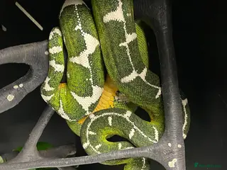 Snake reptiles Green tree pythons and Boas - Advert 1