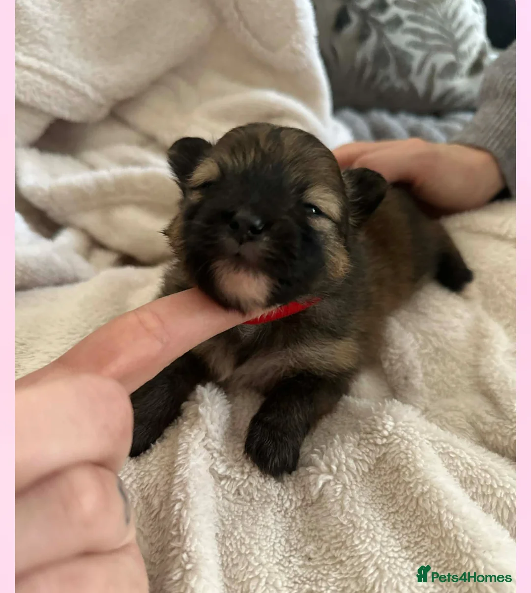 Pomeranian dogs for sale: Pomerian puppies  - Advert 7