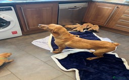 Labrador Retriever dogs for sale: Kennel Club Fox Red Labrador Puppies Health Tested - Advert 39