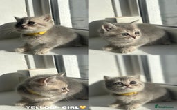 British Shorthair cats for sale: ⭐️TICA registered British Shorthair kittens⭐️ - Image 6