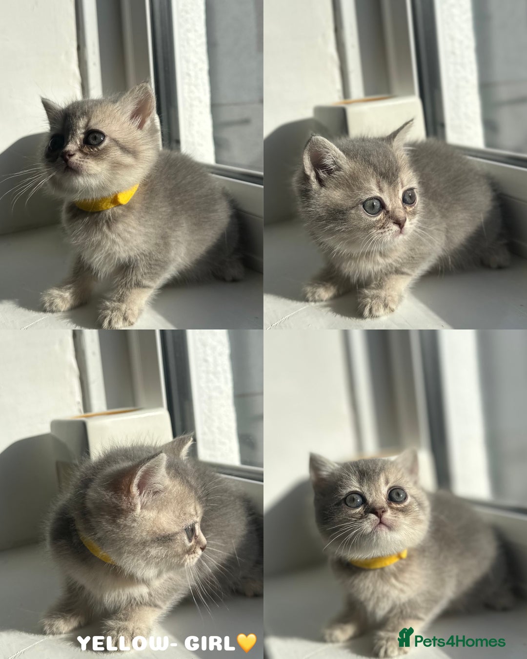 British Shorthair cats for sale: ⭐️TICA registered British Shorthair kittens⭐️ - Image 6