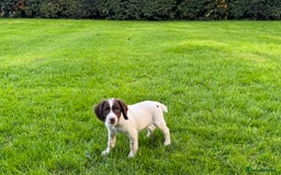 English Springer Spaniel dogs for sale: READY TO GO KC REG ESS PUPPIES - Image 17