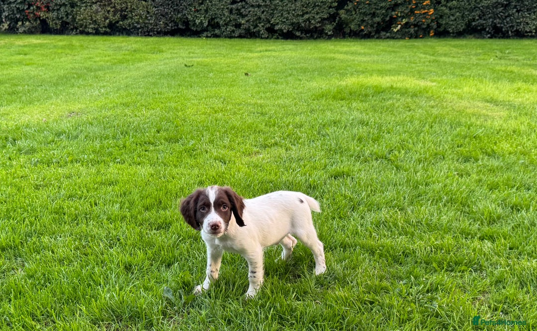 English Springer Spaniel dogs for sale: READY TO GO KC REG ESS PUPPIES - Image 17