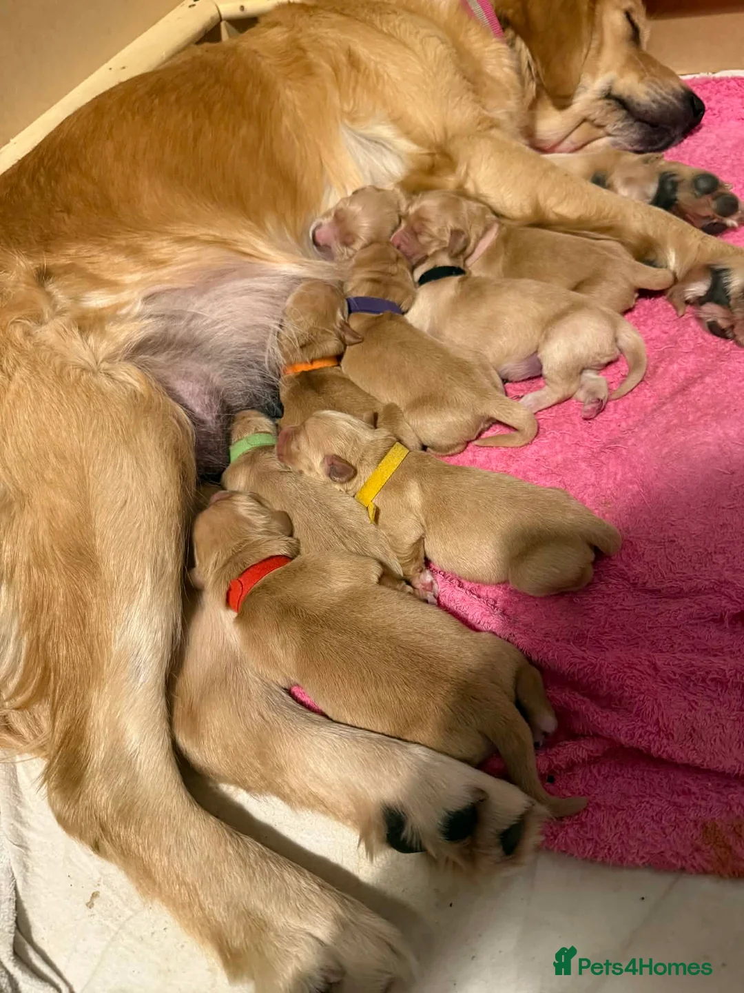 Golden Retriever dogs for sale: Amazingly beautiful golden pups  - Advert 2