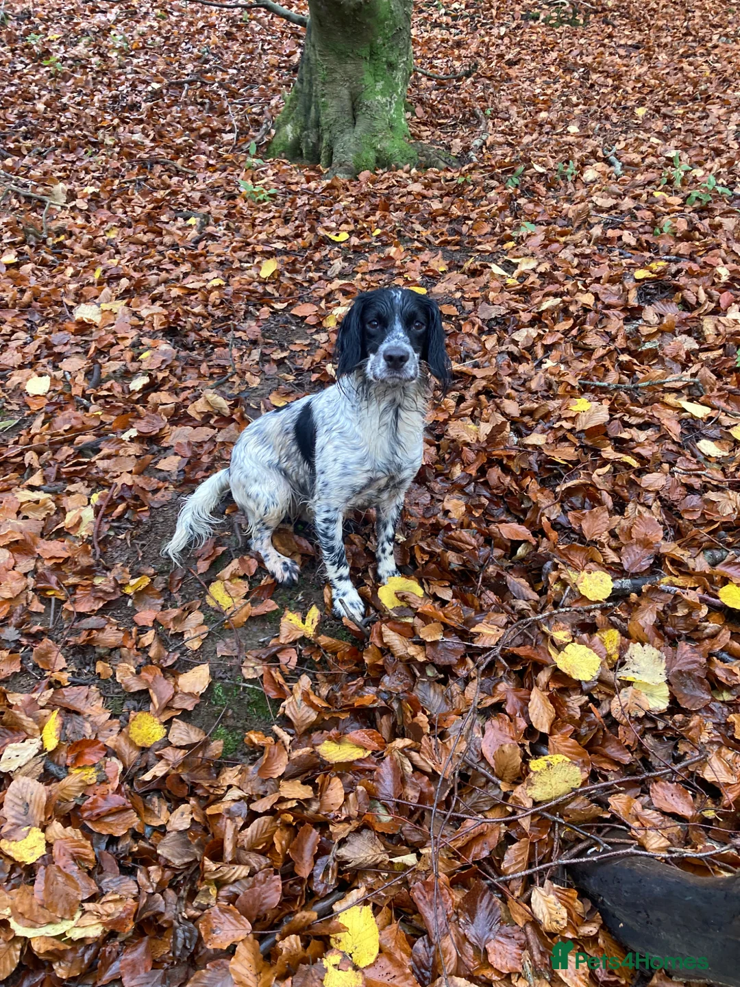 Cocker Spaniel dogs for sale: Black working cocker spaniels  in Lancaster - Advert 2