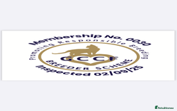 British Shorthair cats for sale: British shorthair  - Image 11