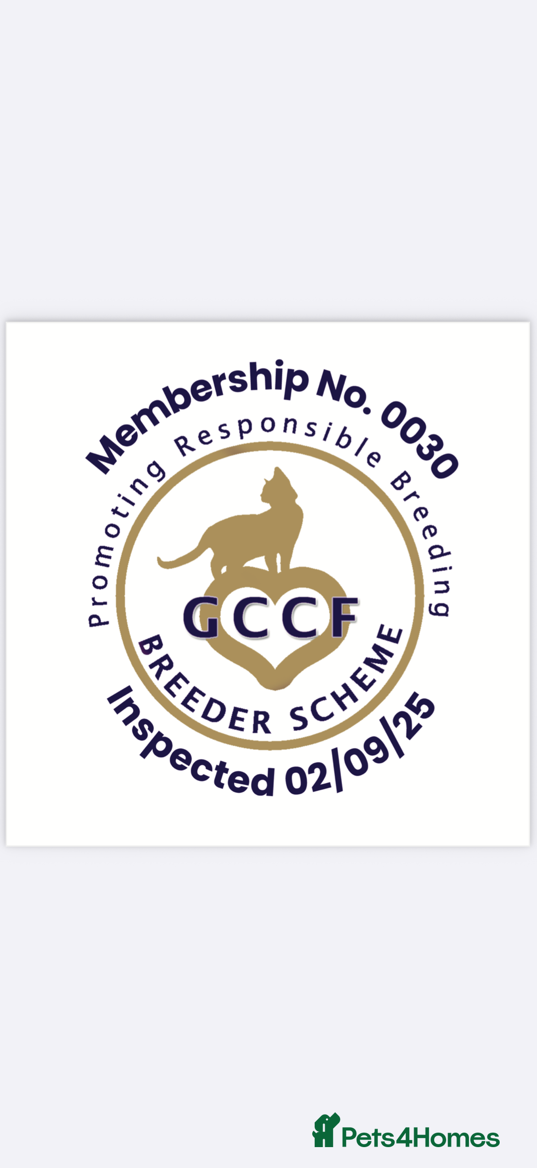 British Shorthair cats for sale: British shorthair  - Image 11