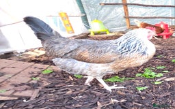 Chickens poultry for sale: 3 chickens 1 Easter Egger & 2 silver leghorn - Image 1