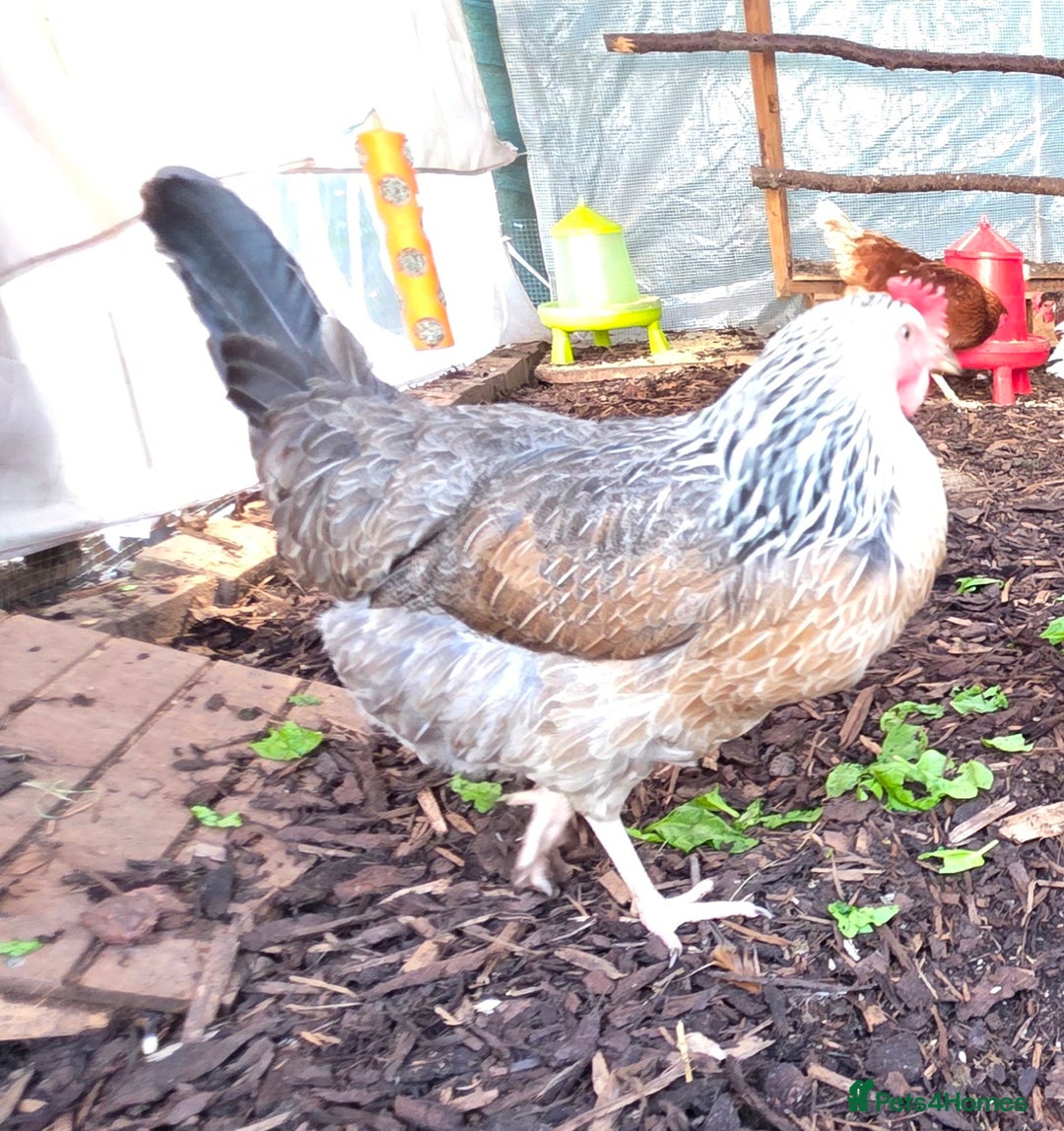 Chickens poultry for sale: 3 chickens 1 Easter Egger & 2 silver leghorn - Image 1