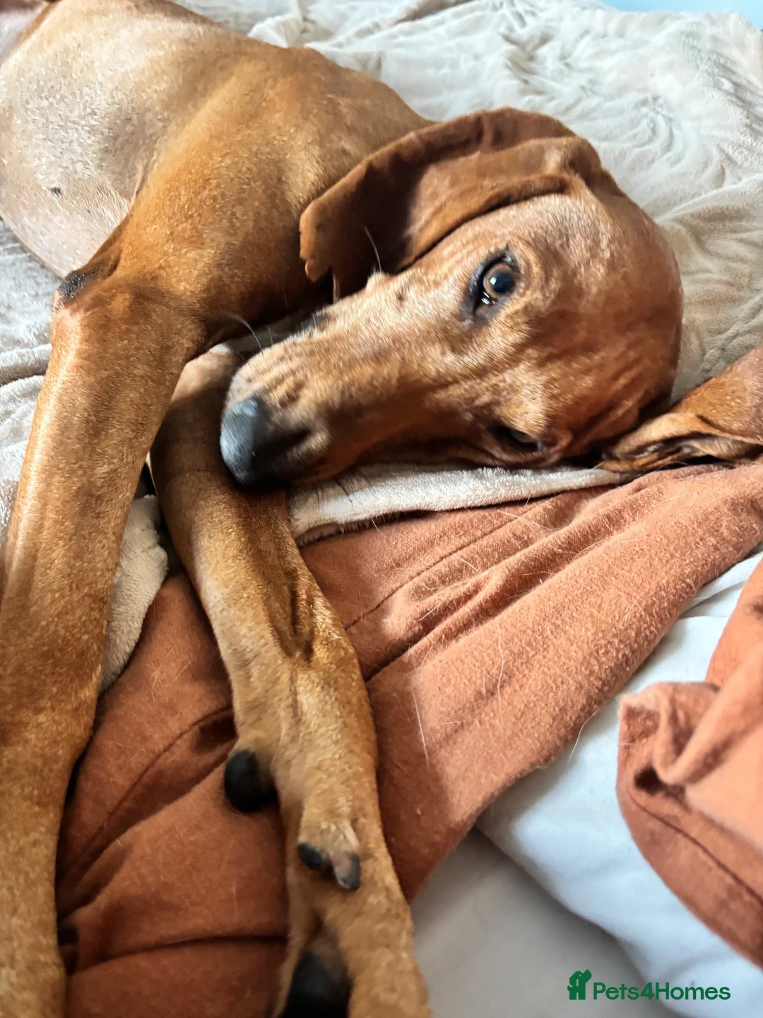 Segugio Italiano dogs for sale: Bruno - Segugio Italiano  in Fareham - Advert 2