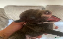 Mixed Breed dogs for sale: Tiny chiweenie puppy’s  - Image 20