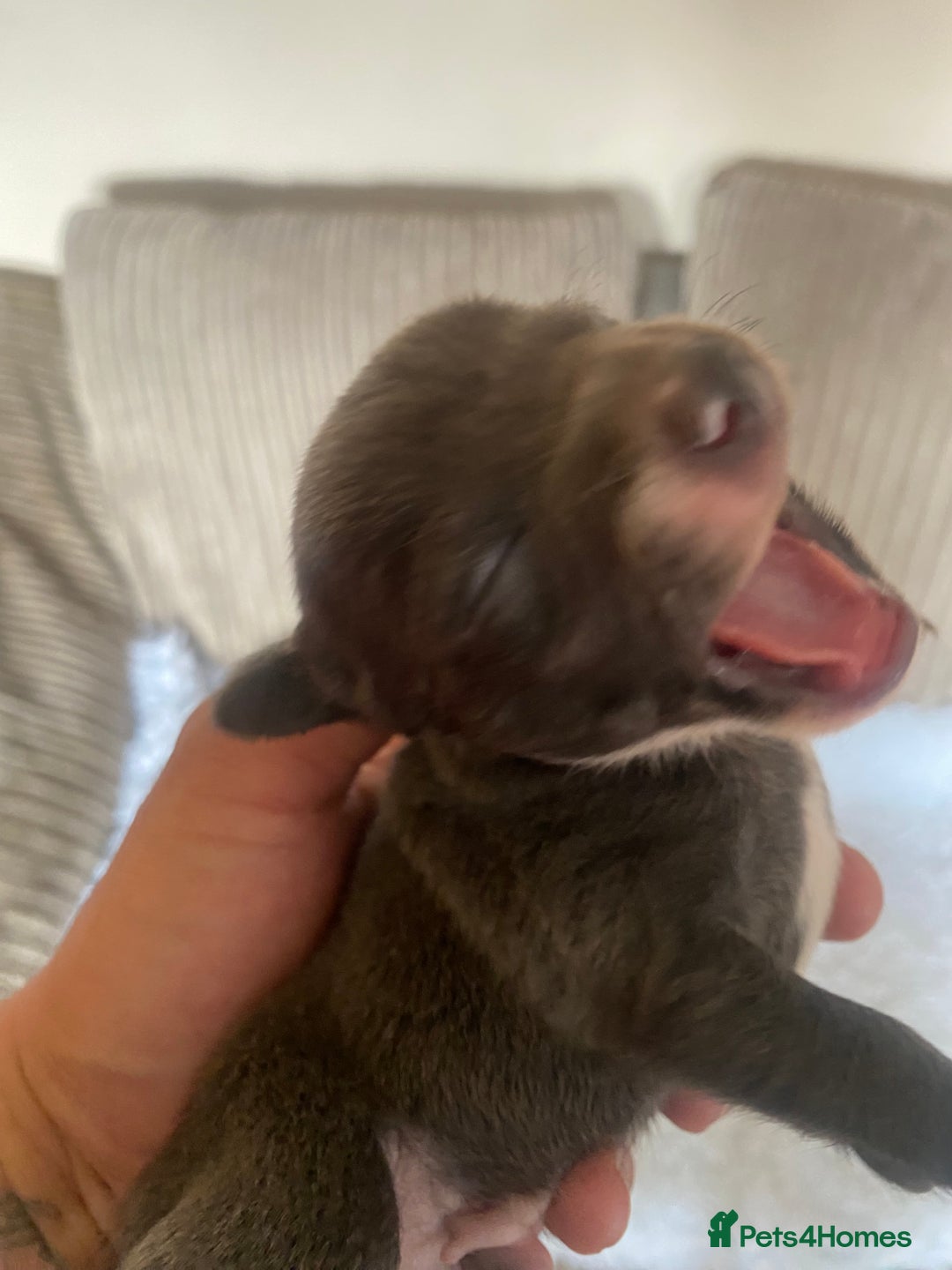 Mixed Breed dogs for sale: Tiny chiweenie puppy’s  - Image 20