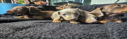 Miniature Dachshund dogs for sale: Miniature dachshund  - Advert 7