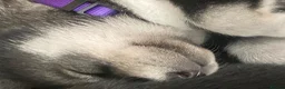 Siberian Husky dogs for sale: Stunning Siberian Huskies  in Sheffield - Advert 39