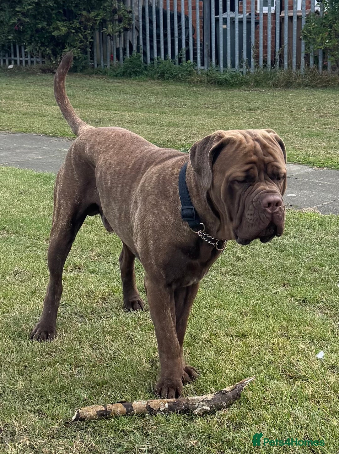 Neapolitan Mastiff dogs for sale: Neapolitan mastiff puppies due 27th September - Image 7