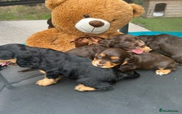 Cocker Spaniel dogs for sale: Miniature working Cocker spaniel puppies for sale - Image 14