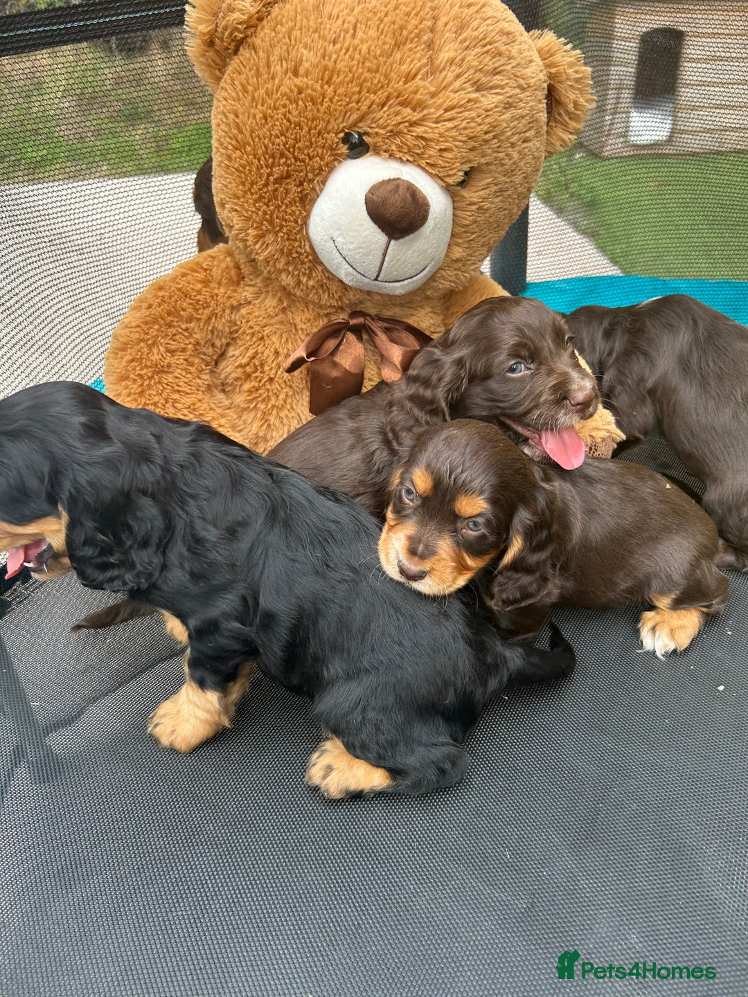 Cocker Spaniel dogs for sale: Miniature working Cocker spaniel puppies for sale - Image 14