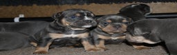 Olde English Bulldogge dogs for sale: Olde English bulldog puppies  - Advert 3