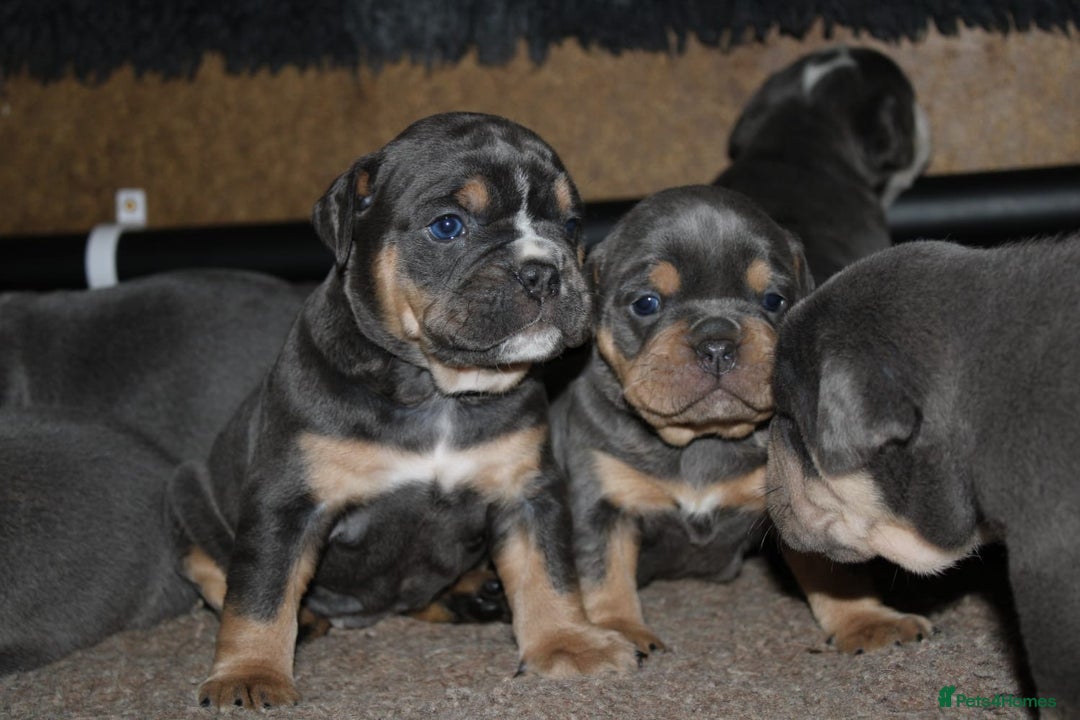 Olde English Bulldogge dogs for sale: Olde English bulldog puppies  - Advert 3