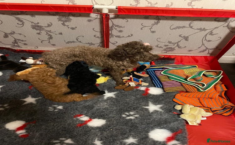 Toy Poodle dogs - Advert 14