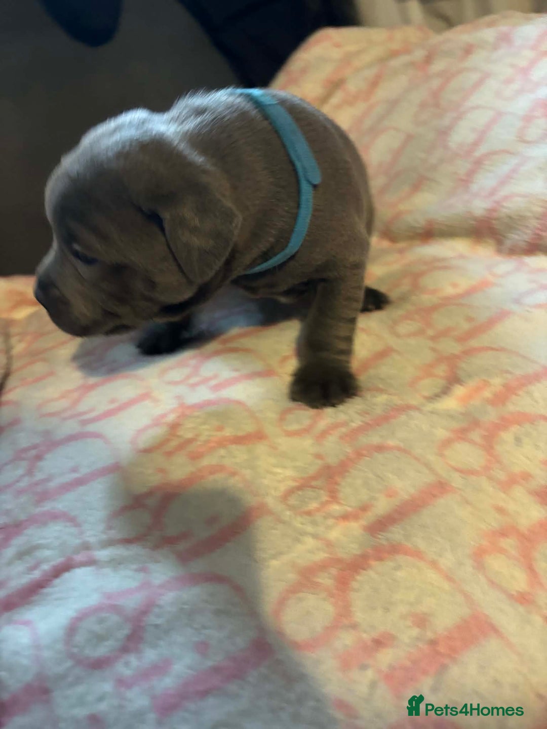 Staffordshire Bull Terrier dogs for sale: Two male four female - Advert 15