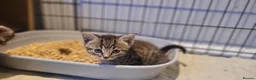 Mixed Breed cats for sale: 5 kittens *2boys**3 girls* available 31st May - Advert 14