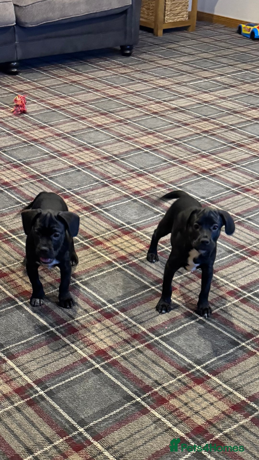Mixed Breed dogs for sale: French bulldog x cocker spaniel pups - Advert 1