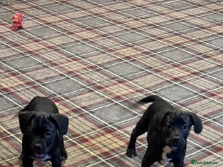 Mixed Breed dogs French bulldog x cocker spaniel pups - Advert 4