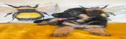 German Shepherd dogs for sale: German sheperd puppies Champion line - Advert 27