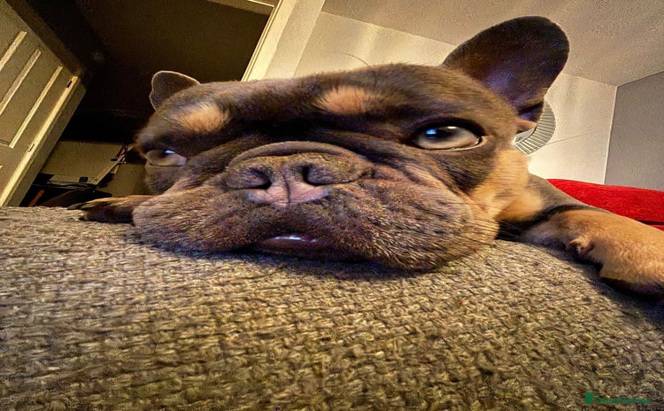 French Bulldog dogs - Advert 1