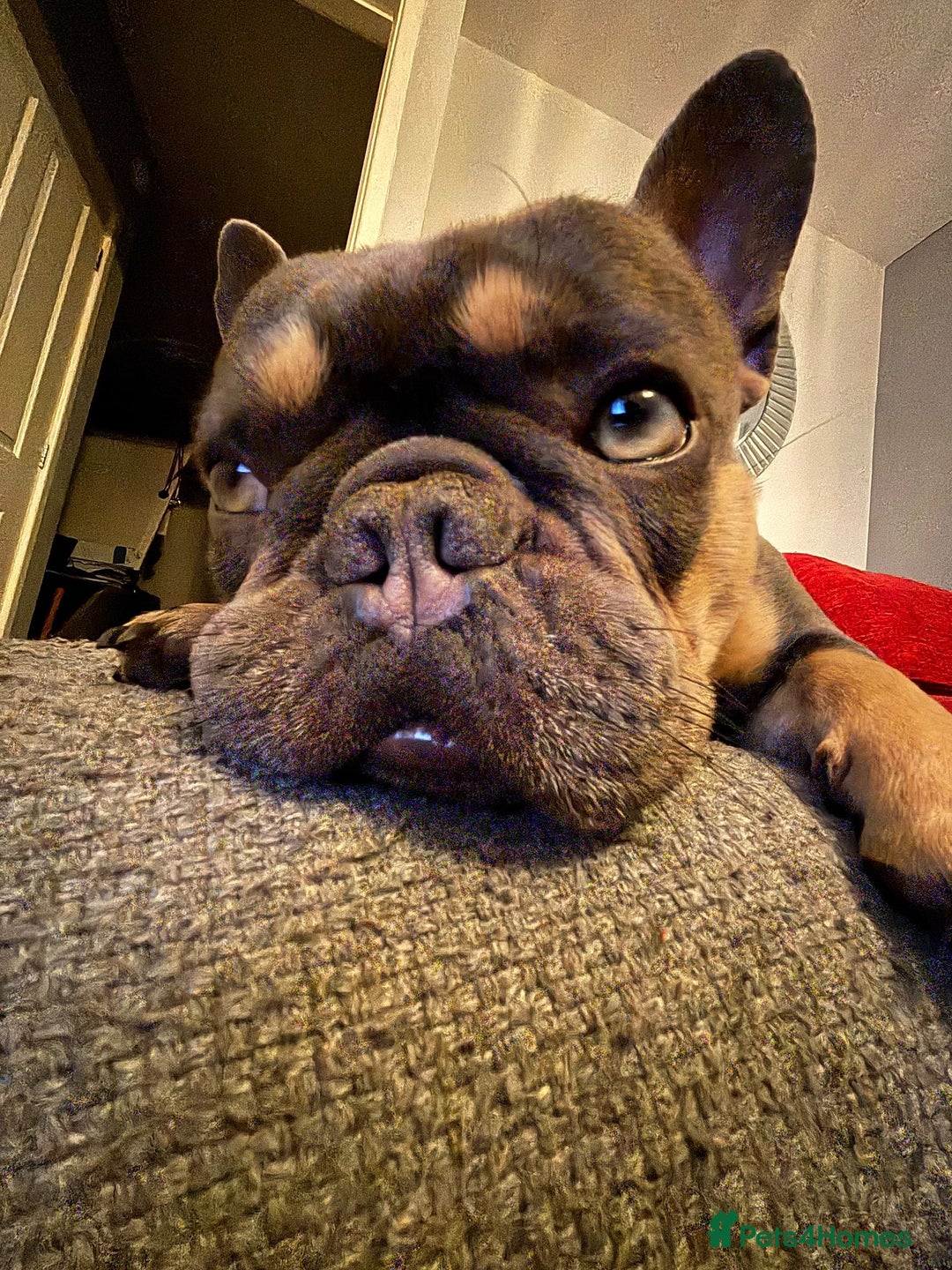 French Bulldog dogs for stud: Male French bull dog  - Image 1