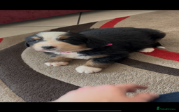 Bernese Mountain Dog dogs for sale: KC Reg Bernese Mountain Dog Puppies - Image 12