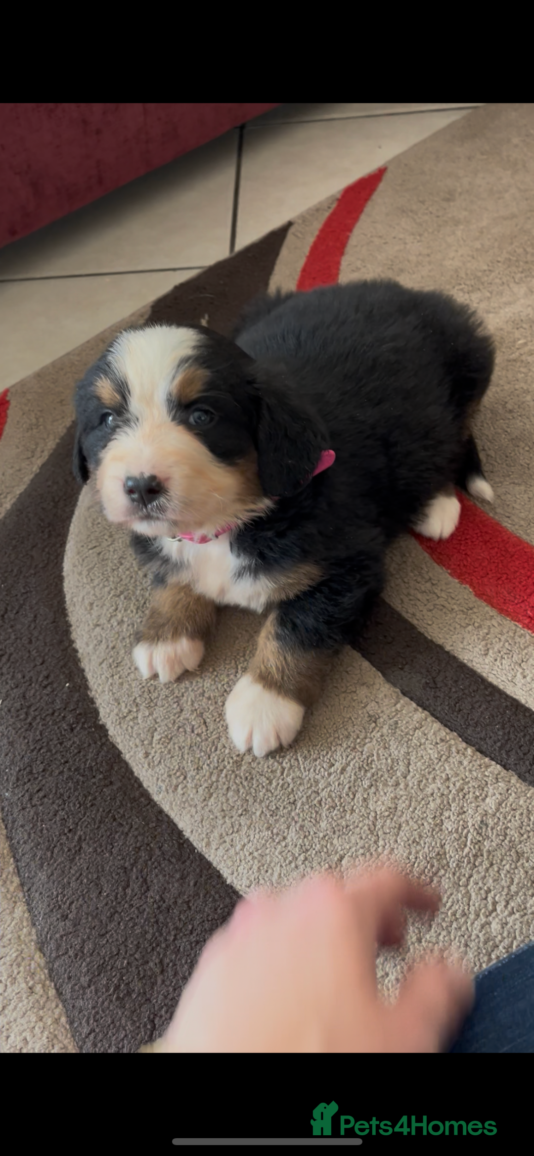Bernese Mountain Dog dogs for sale: KC Reg Bernese Mountain Dog Puppies - Image 12