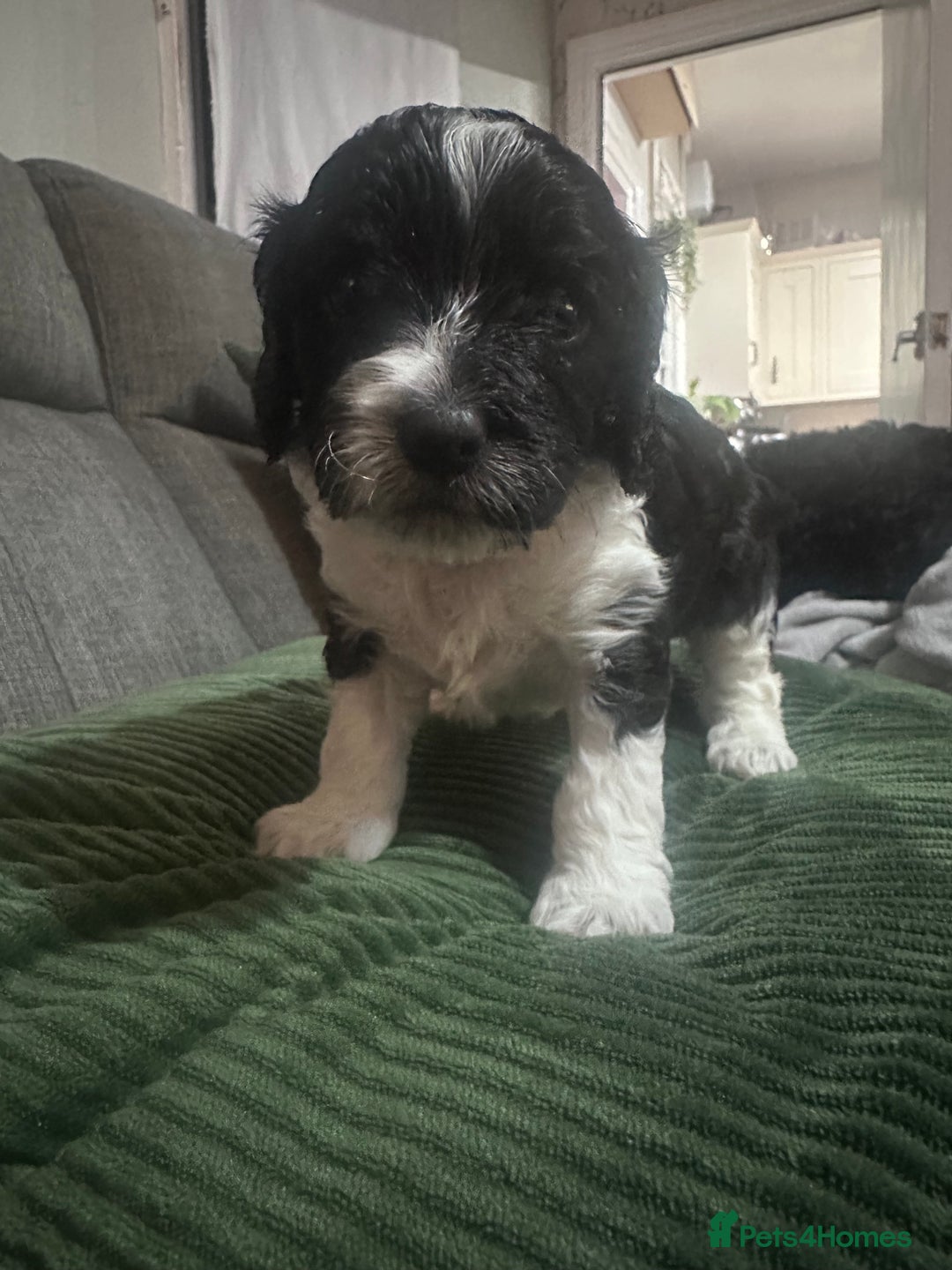 Mixed Breed dogs for sale: 3 LEFT - Cockapoo Cavapoo Puppies - READY TO GO - Advert 13