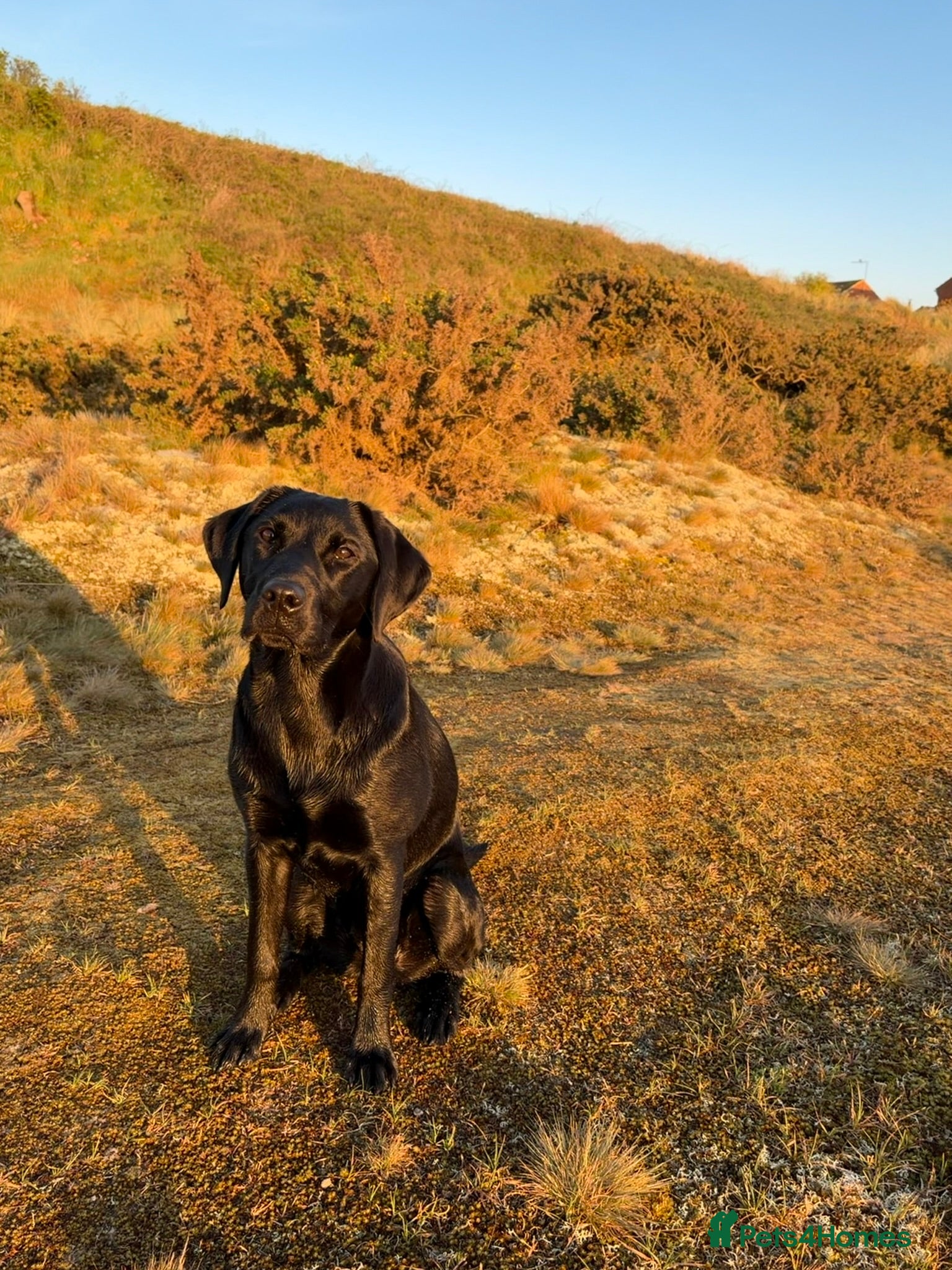 Labrador Retriever dogs for sale: Lainey - Beautiful Female Black Labrador Puppy - Advert 3
