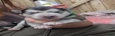 Alaskan Malamute Puppy 4 dark green 💚