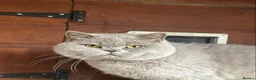 Scottish Fold cats for sale: SCOTISH FOLD FEMALE - Advert 2