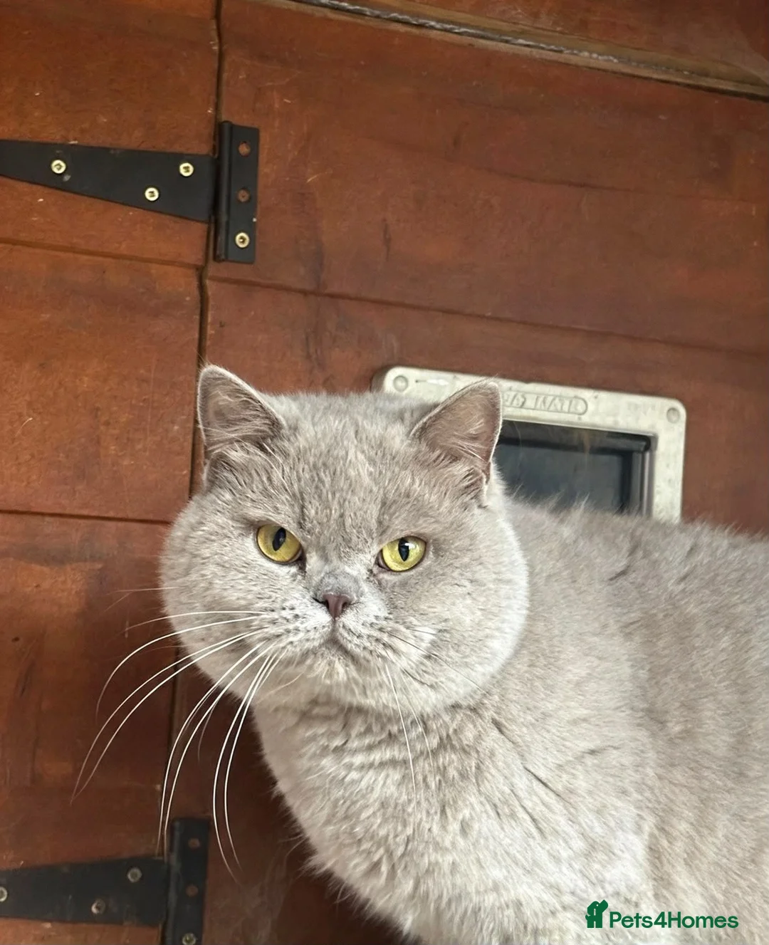 Scottish Fold cats for sale: SCOTISH FOLD FEMALE - Advert 2