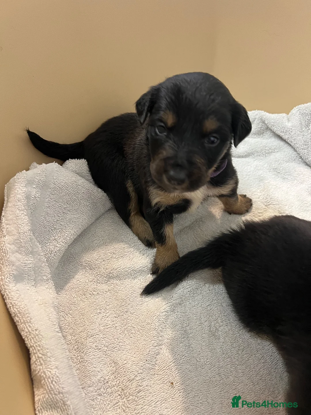 Mixed Breed dogs for sale: Border Collie x Kelpie Puppies in Caernarfon - Advert 2