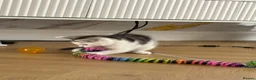 Mixed Breed cats for sale: 😺LOVELY KITTES Available for Collection Today!😺 - Advert 31