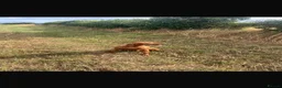 Hungarian Vizsla dogs for sale: KC registered Hungarian Vizsla puppies in Aberlour - Advert 4