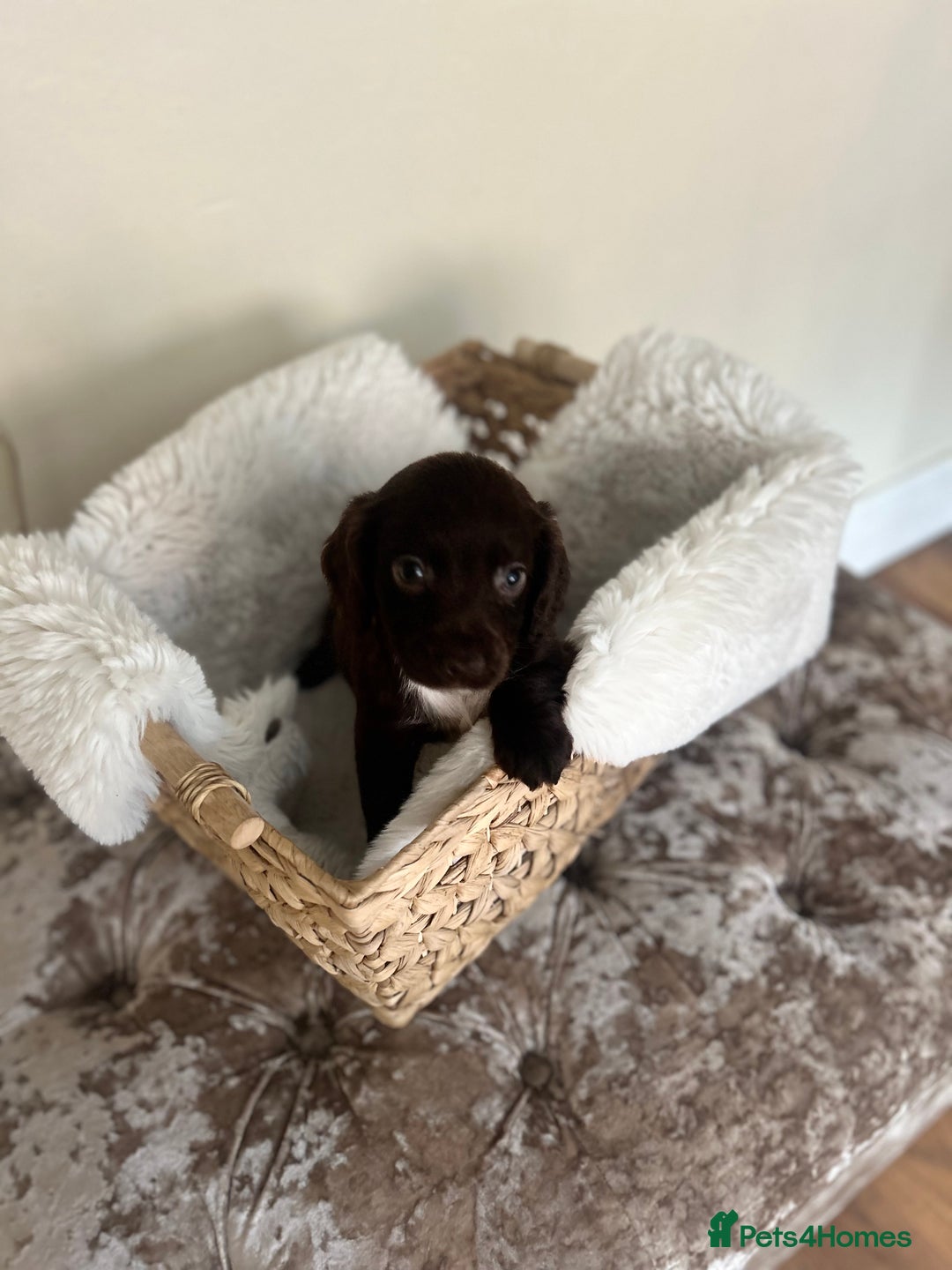 Cocker Spaniel dogs for sale: Merle cocker spaniel puppies  - Advert 7