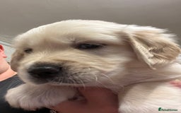 Golden Retriever dogs for sale: Beautiful KC Golden Retriever Babies  - Image 7