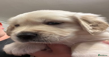 Golden Retriever dogs - Advert 1