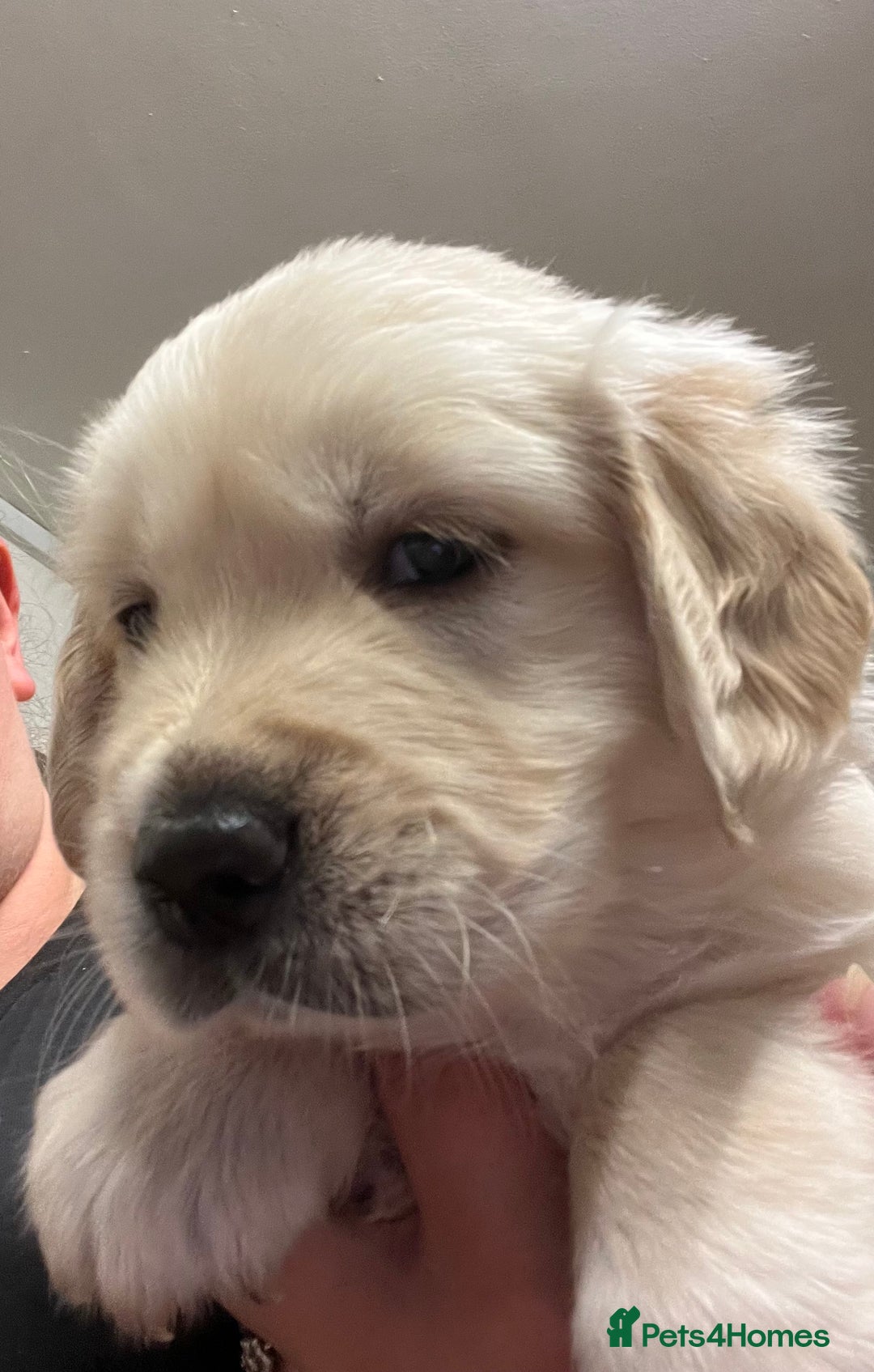 Golden Retriever dogs for sale: Beautiful KC Golden Retriever Babies  - Image 7