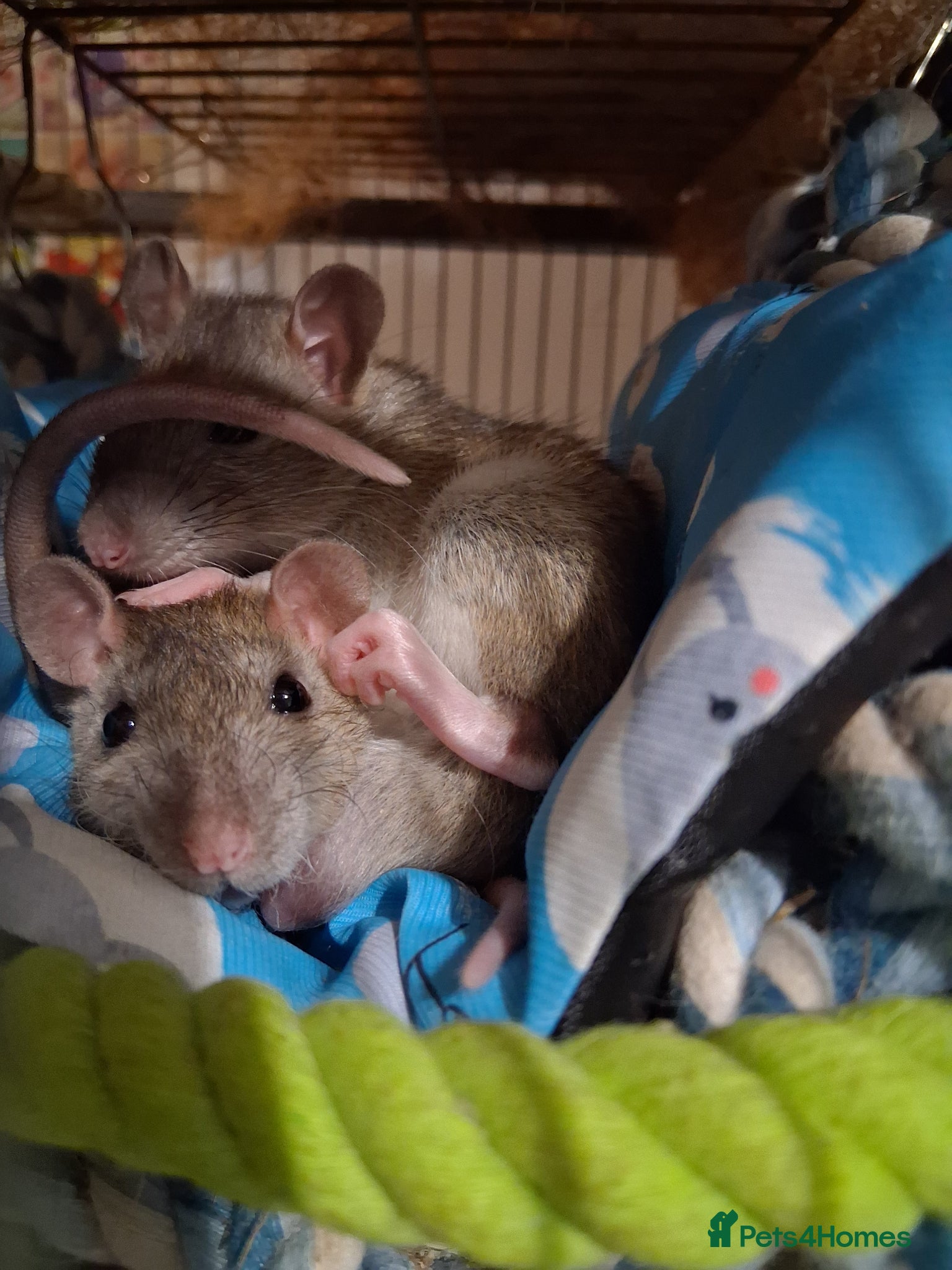 Rat rodents Two boys in need of a new home  - Advert 4
