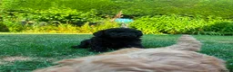 Toy Poodle dogs for sale: Stunning litter of Toy Poodles  - Advert 17
